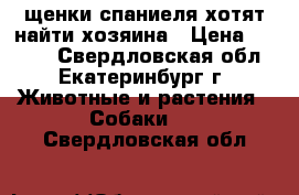 щенки спаниеля хотят найти хозяина › Цена ­ 4 000 - Свердловская обл., Екатеринбург г. Животные и растения » Собаки   . Свердловская обл.